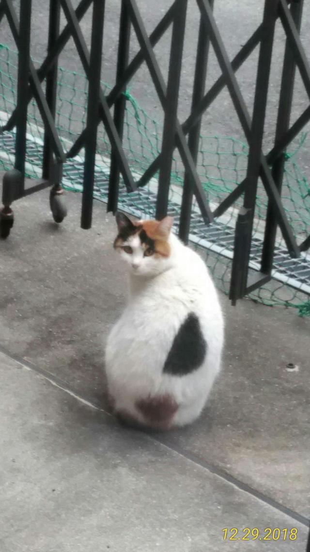 ミーちゃん