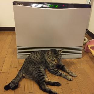 ミミ