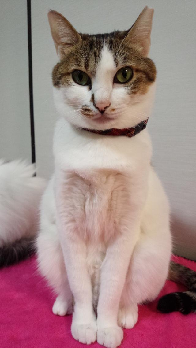 つかさ