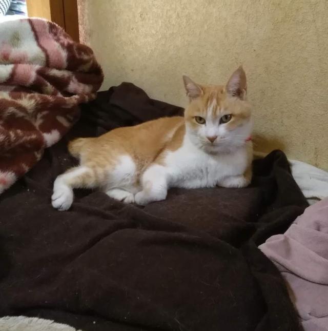 ミー介