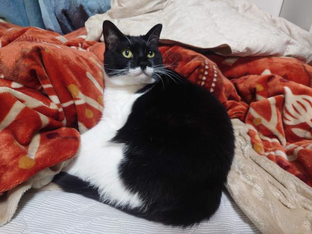 めっと