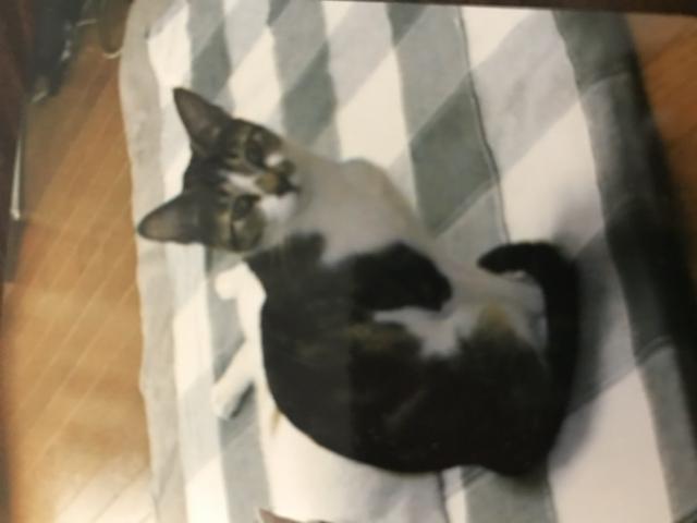 たま