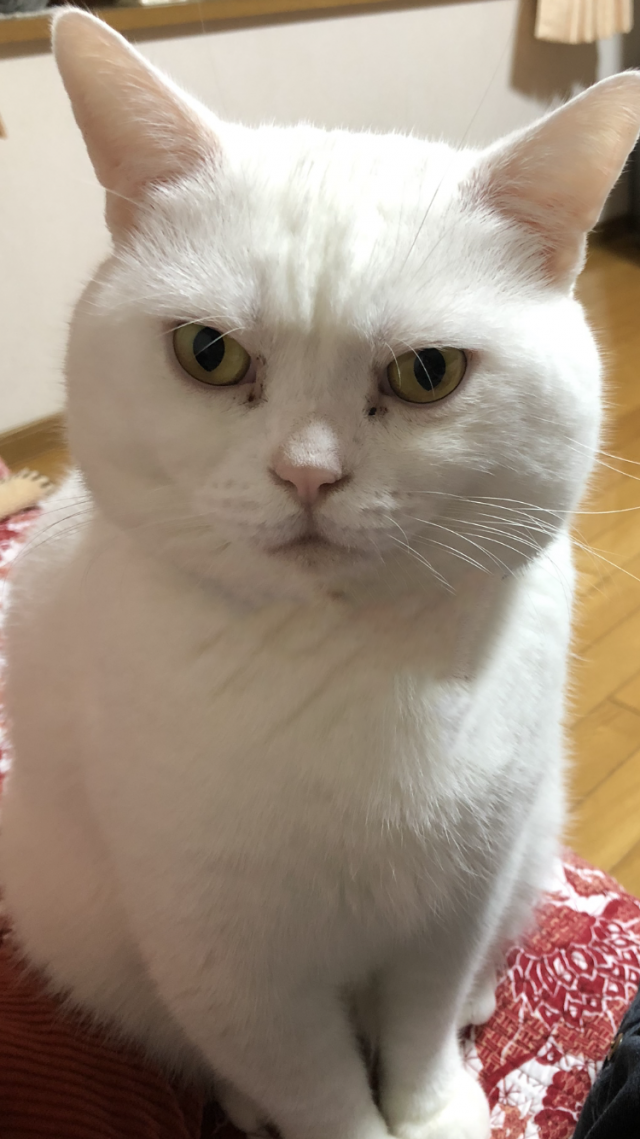 レイくん