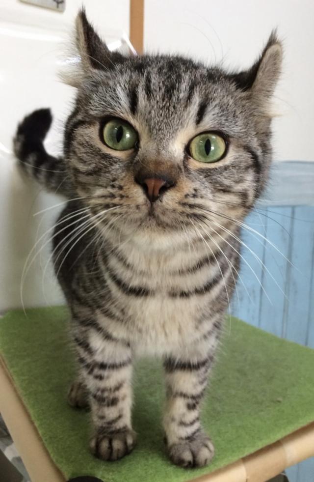 エルモ