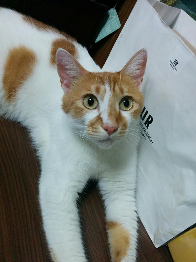 ビー