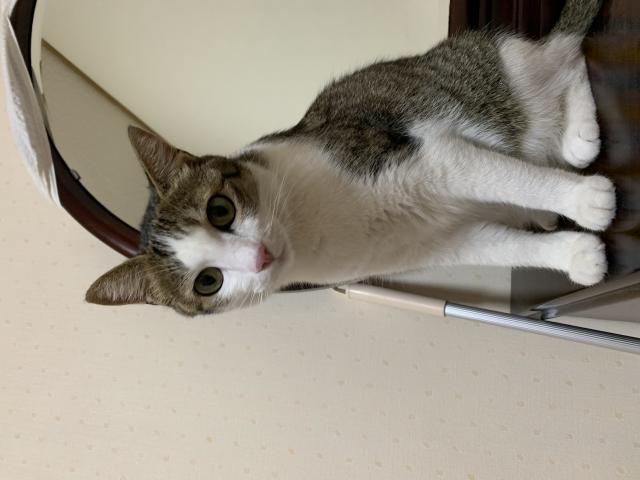 ちび