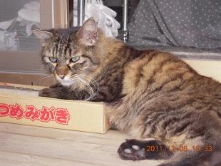 モモ