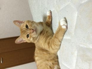 チャチャ