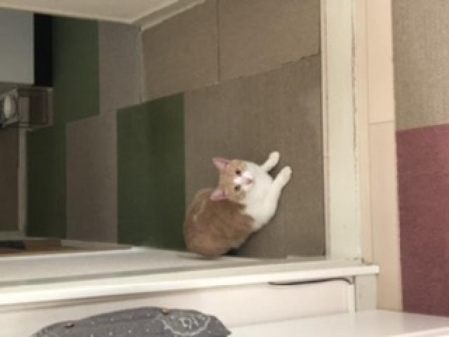 のの