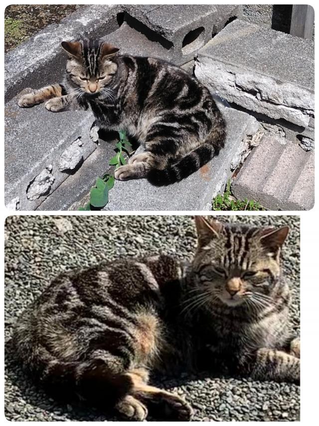 アメ