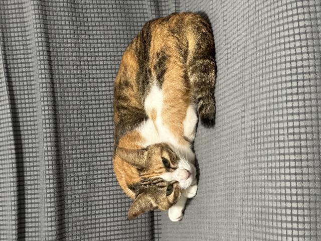 まだありません。