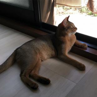 シナモン