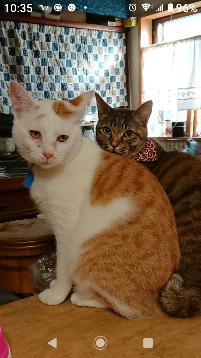 きなこ