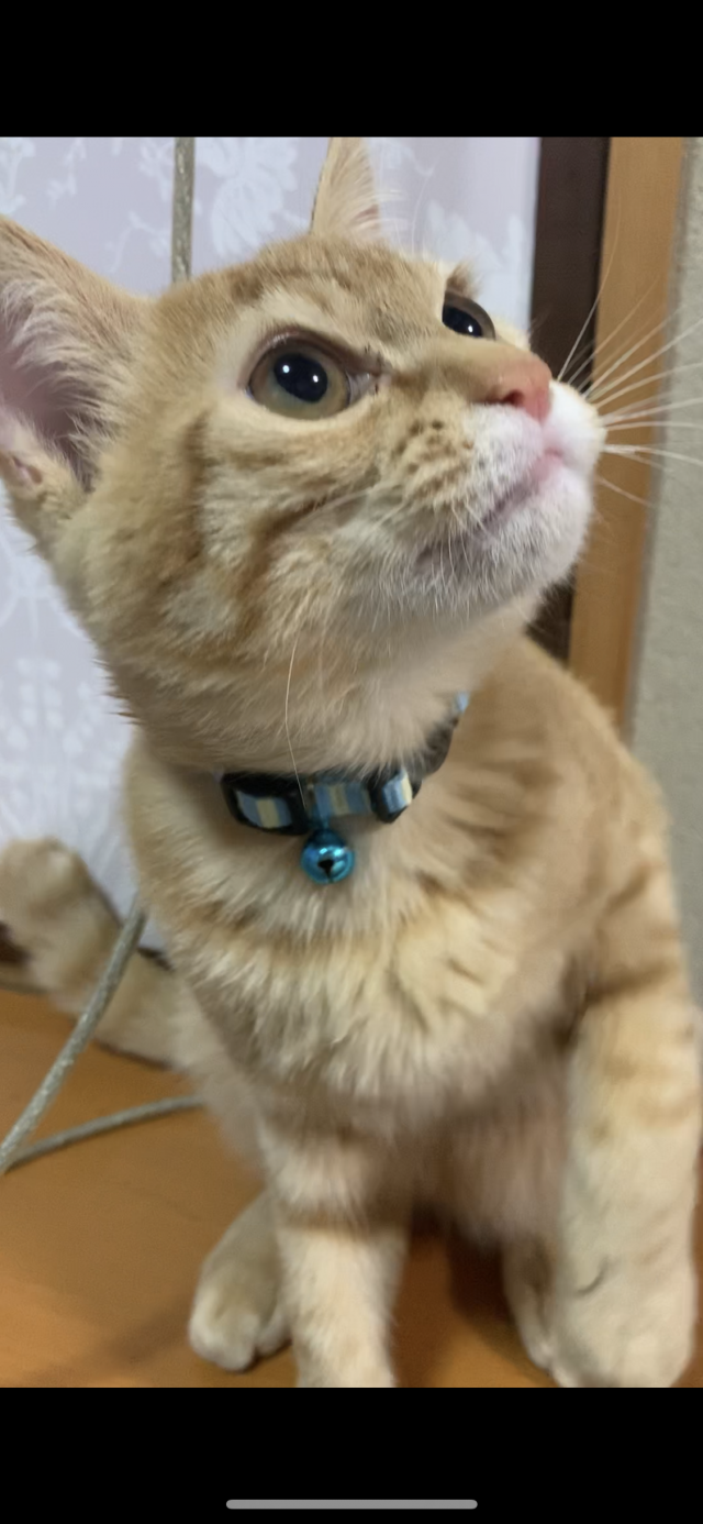 みーちゃん