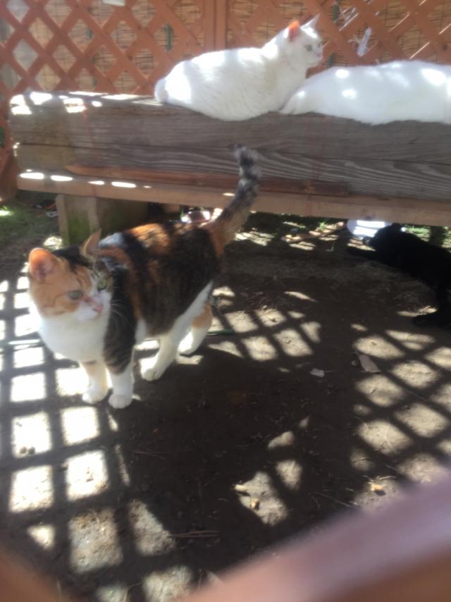 ミケ
