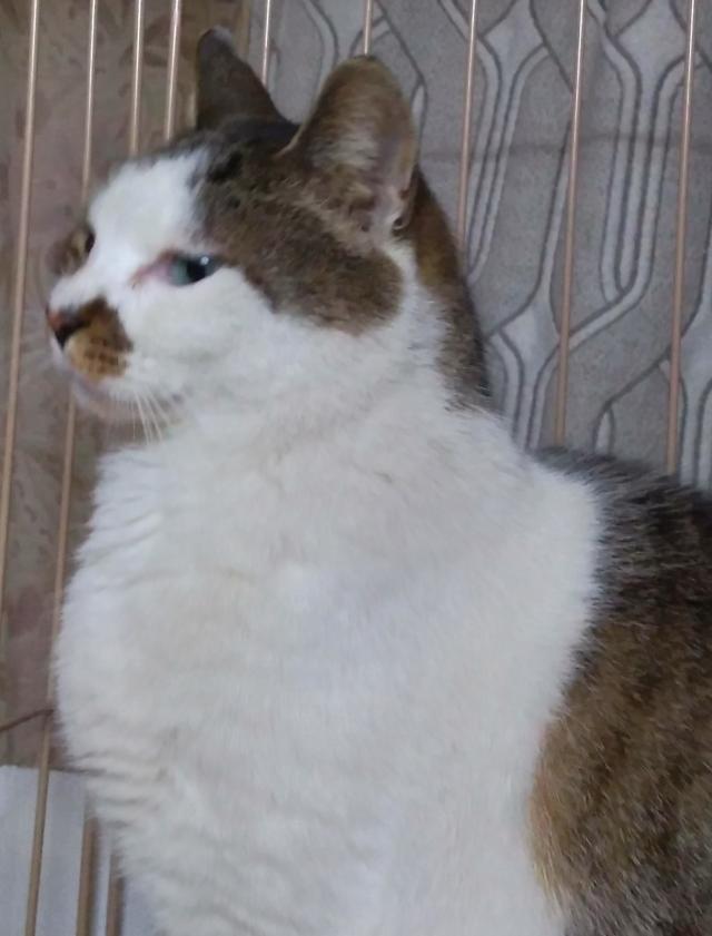 カロ