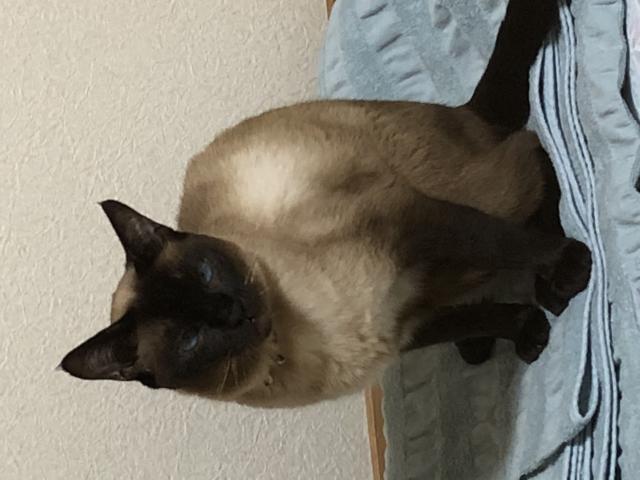 はなび