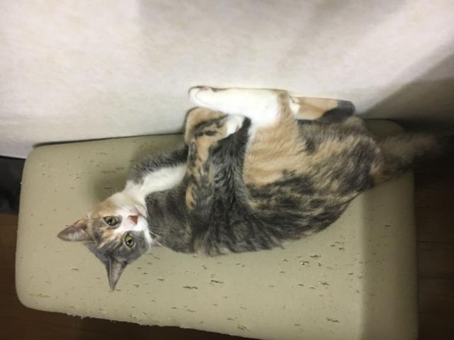 しおり