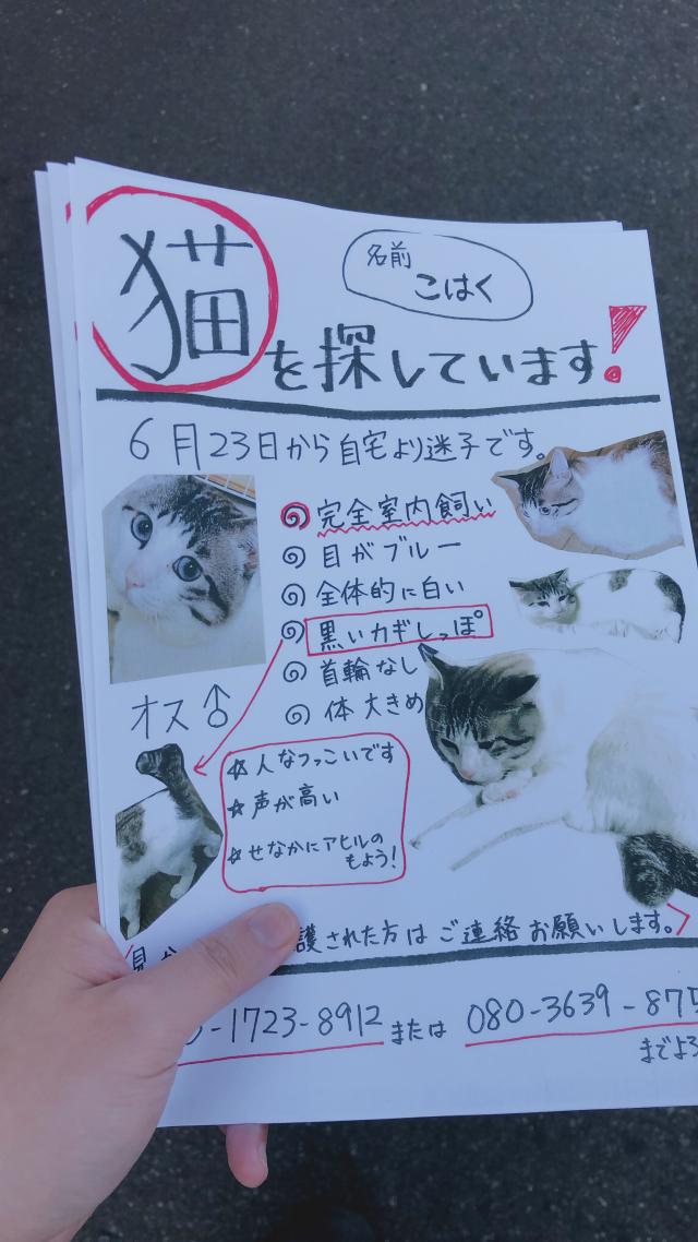コハク