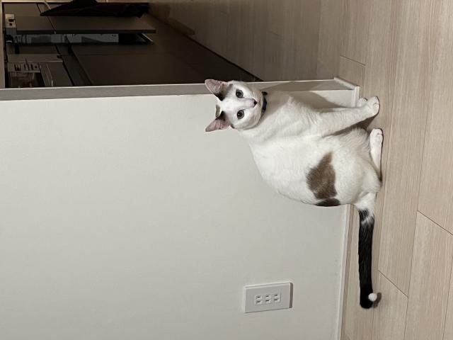 大福