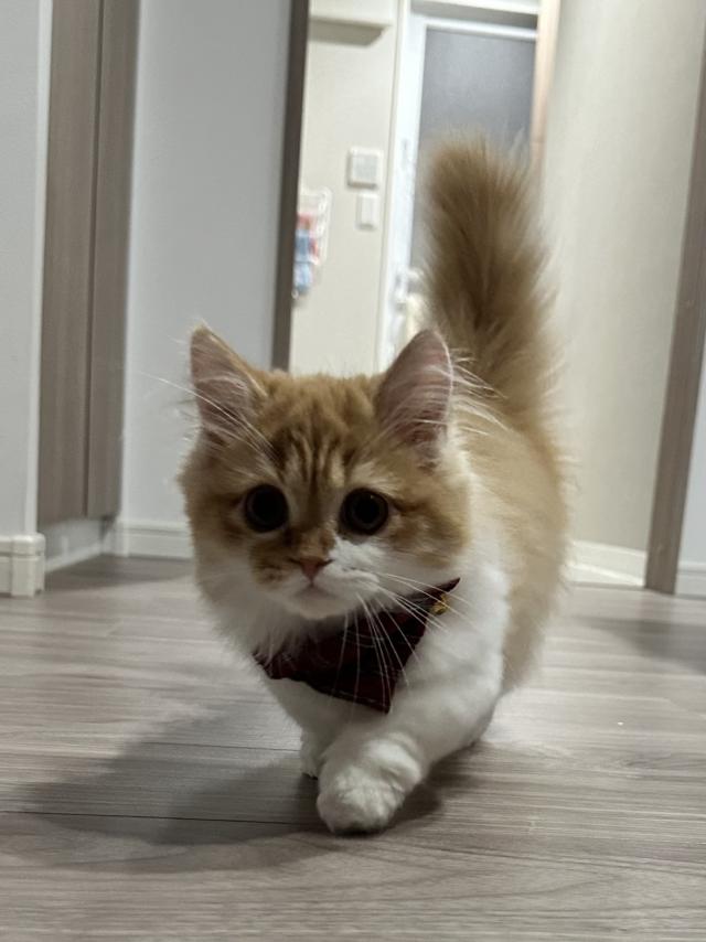 ピノ