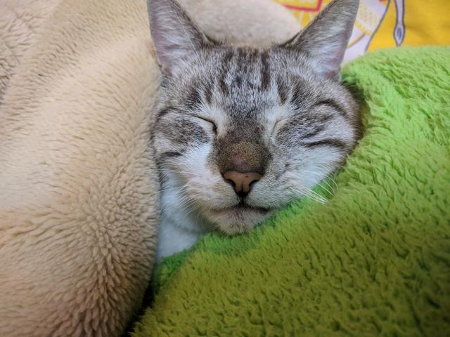 ニール