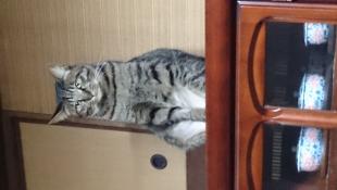 ちいたま