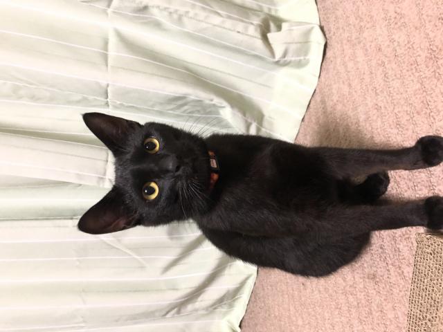 ニャア