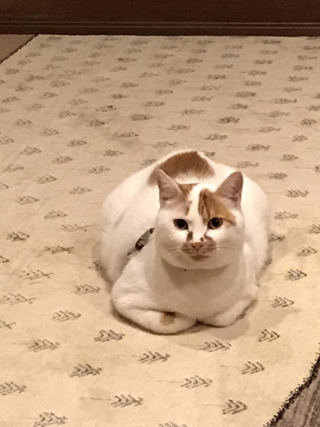 ゴン