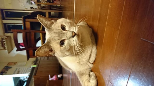 ギン