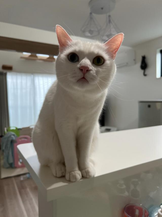 メルル