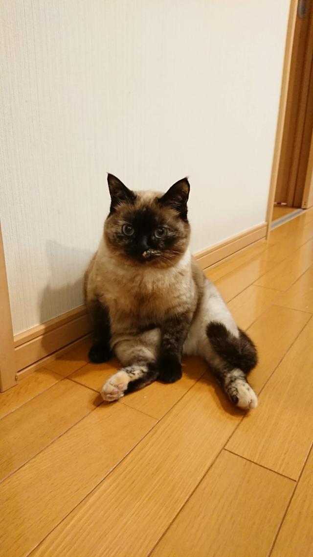 フィオ