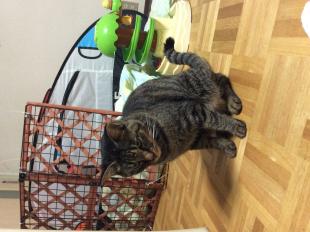 あい猫