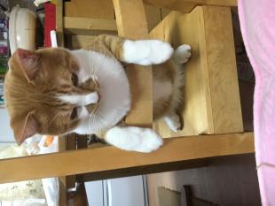 コテツ