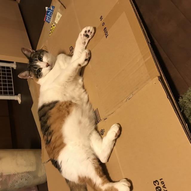 さくら