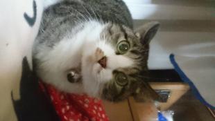 サクラ