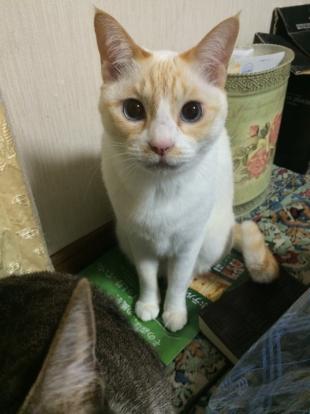 コムギ