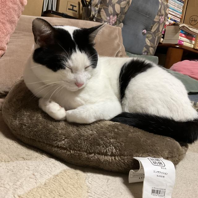 チビ　シロ　ボク