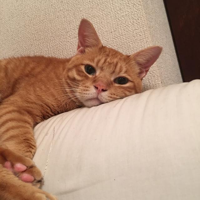 はっちゃん