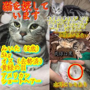 みいた