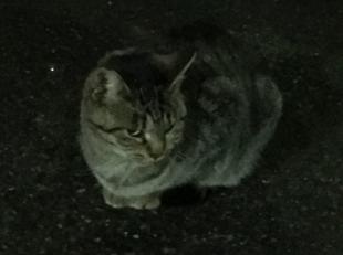 みーちゃん
