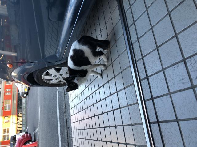 よもぎ
