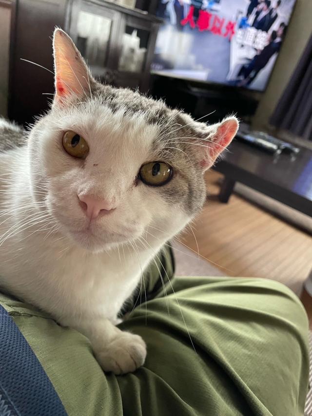 ポテト