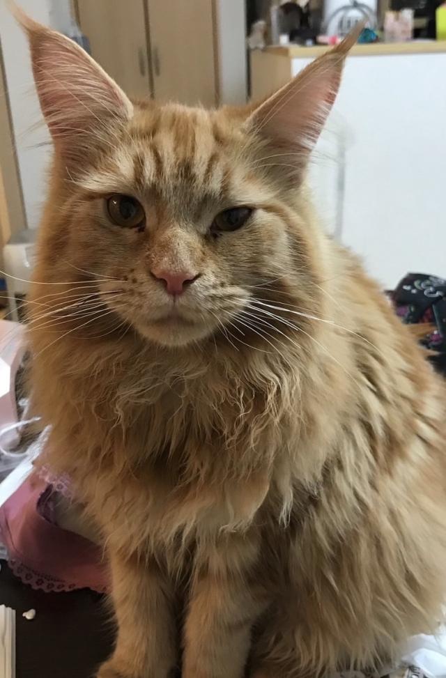 ぽん太