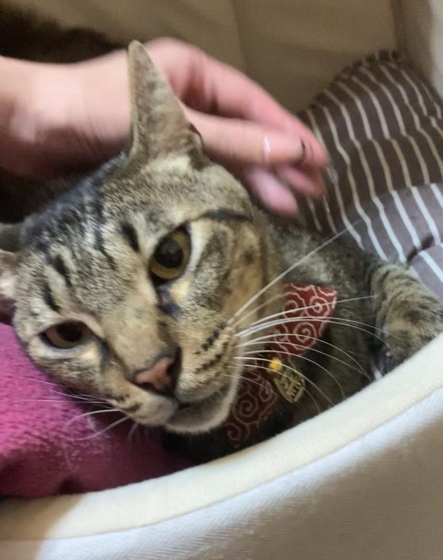 にゃんちゅう