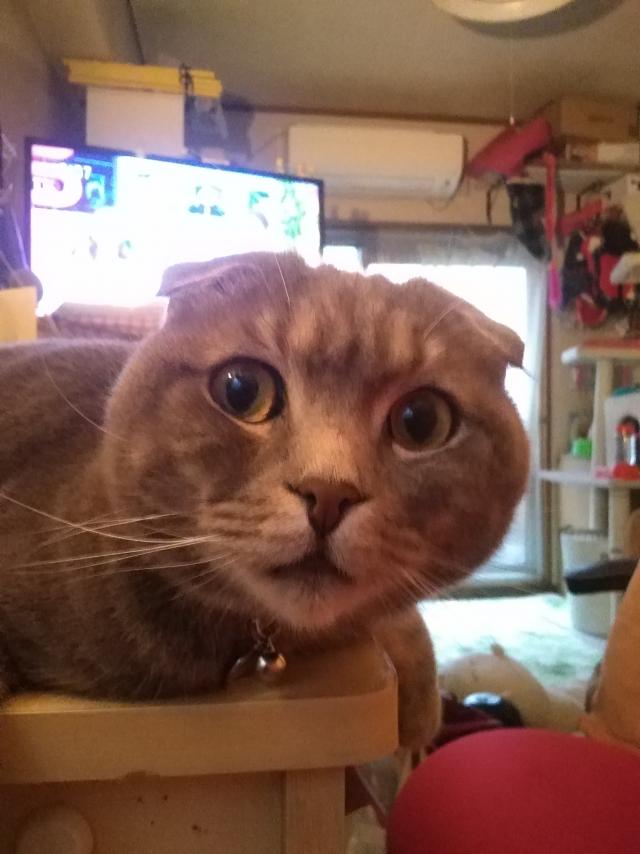 にゃん太
