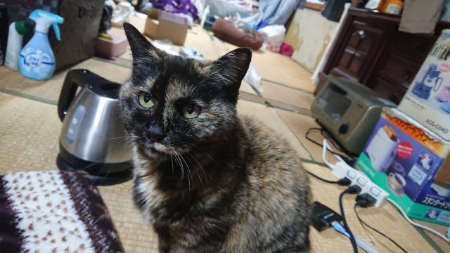 レナ