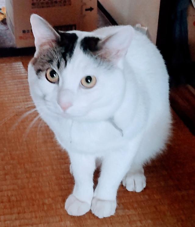 こちょ