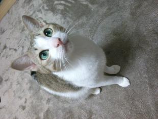 えびす