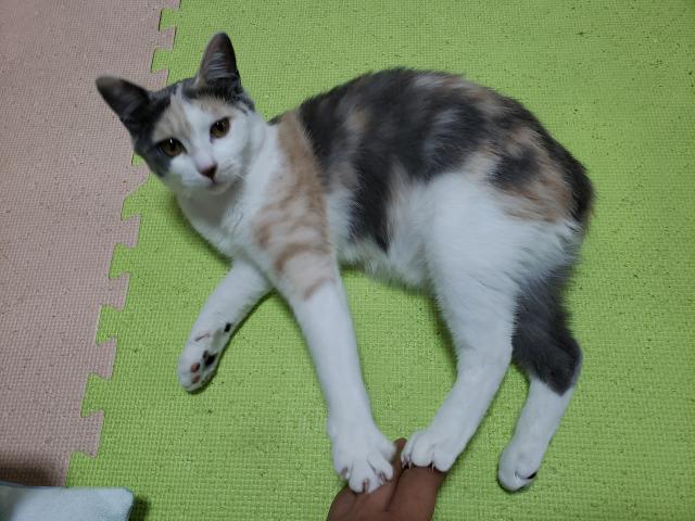 ミケコ